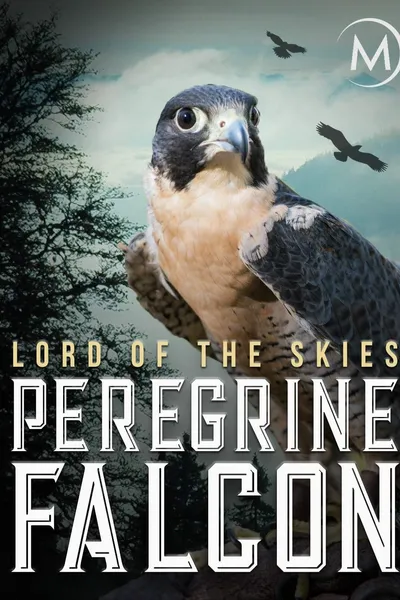 Peregrine Falcon: Lord of the Skies