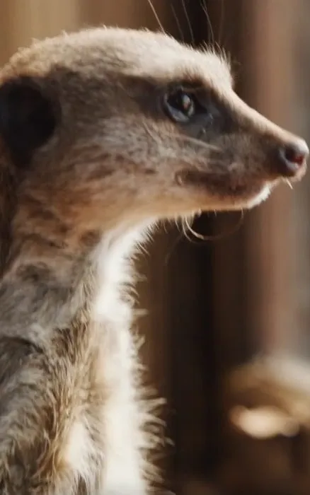 Elvis the Meerkat