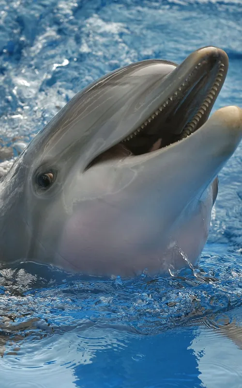 Winter The Dolphin