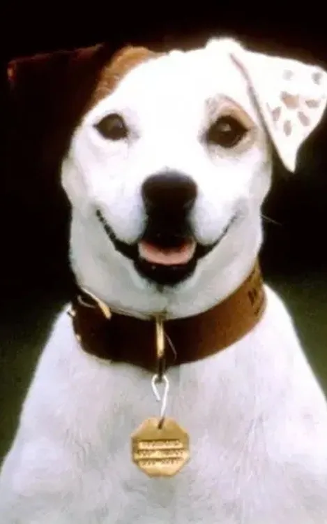 Soccer the Dog