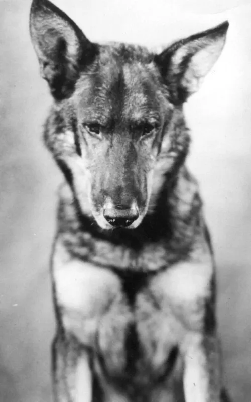 Rin-Tin-Tin