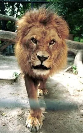 Caesar the Lion