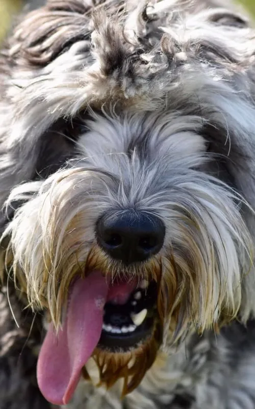 Gary the Labradoodle