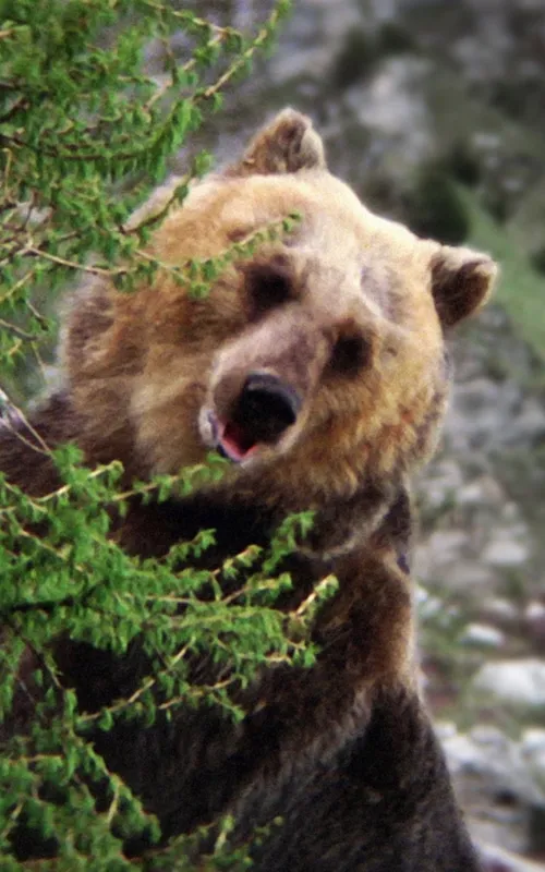 Bozo the Bear