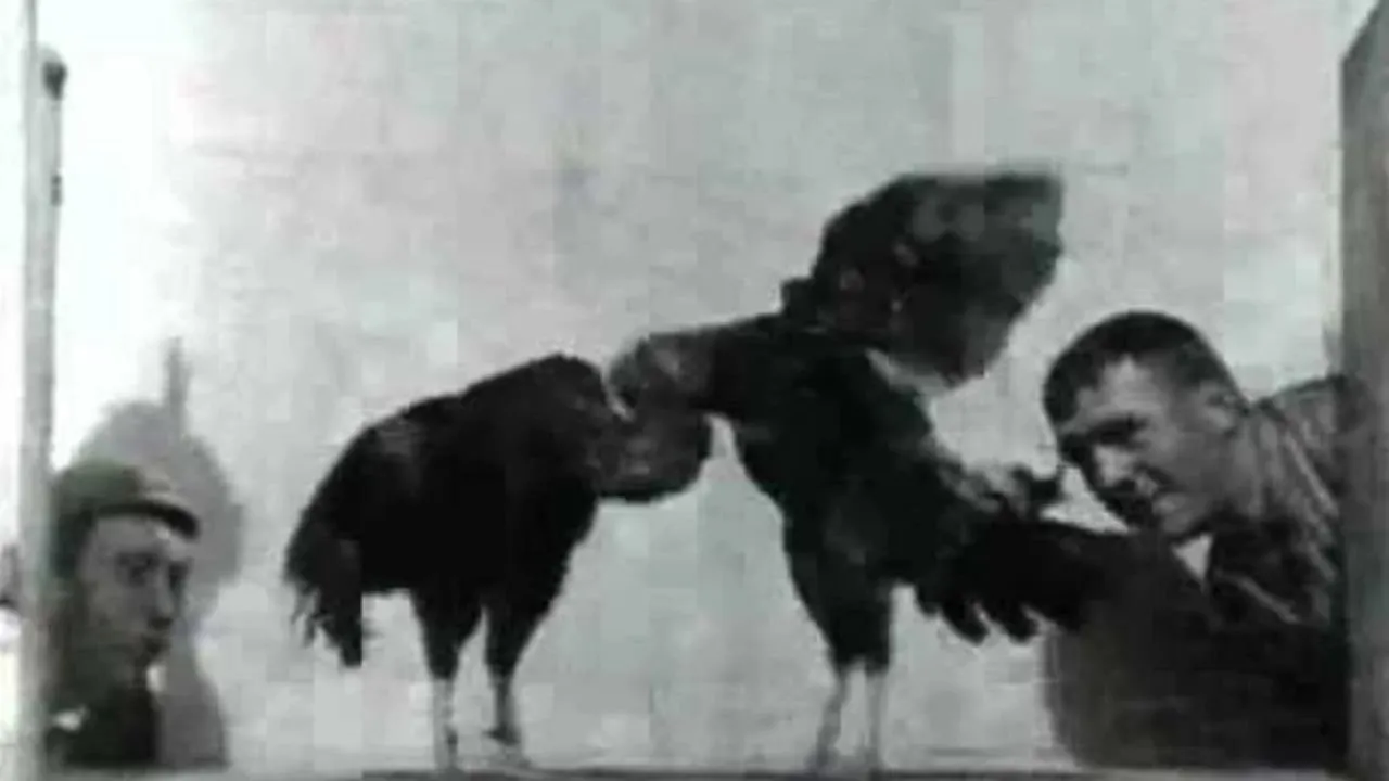 Cock Fight, No. 2