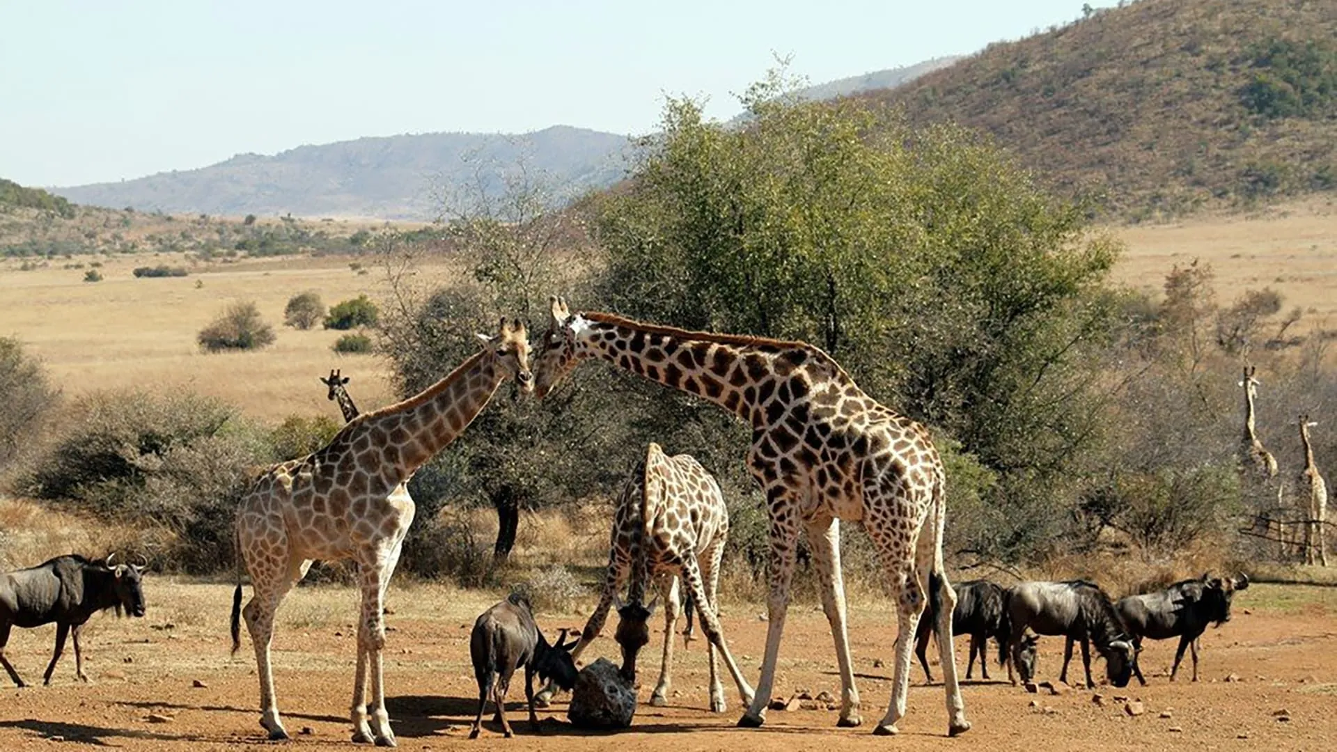 Wild South Africa