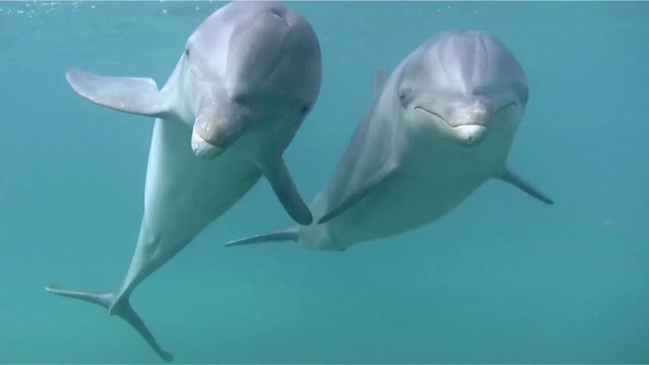 Dolphins