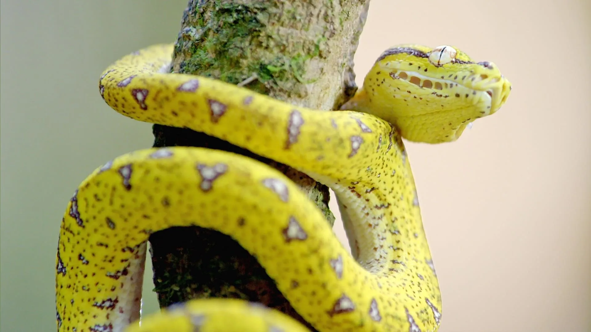 Secrets of Wild Australia