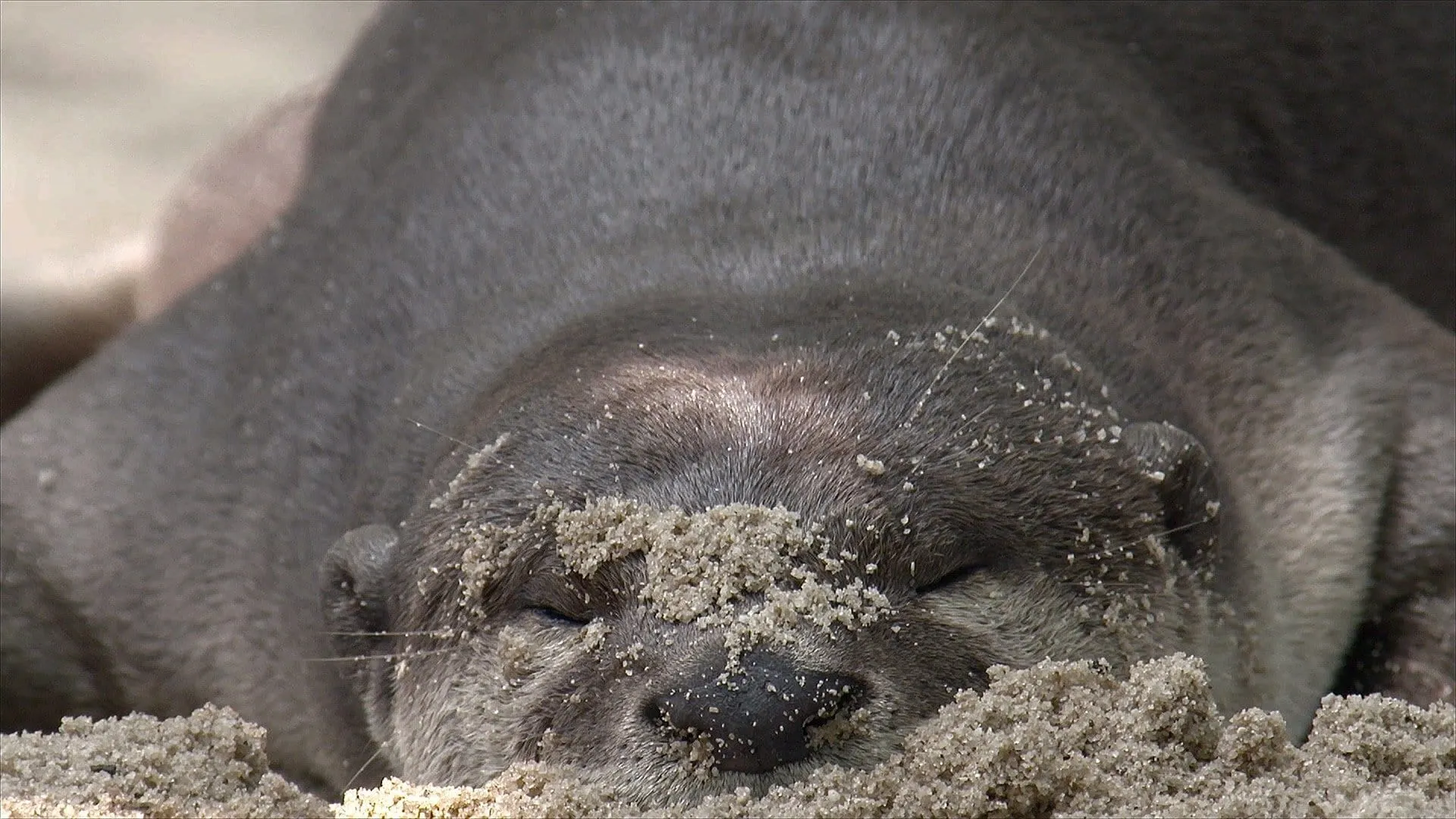 Otter Town