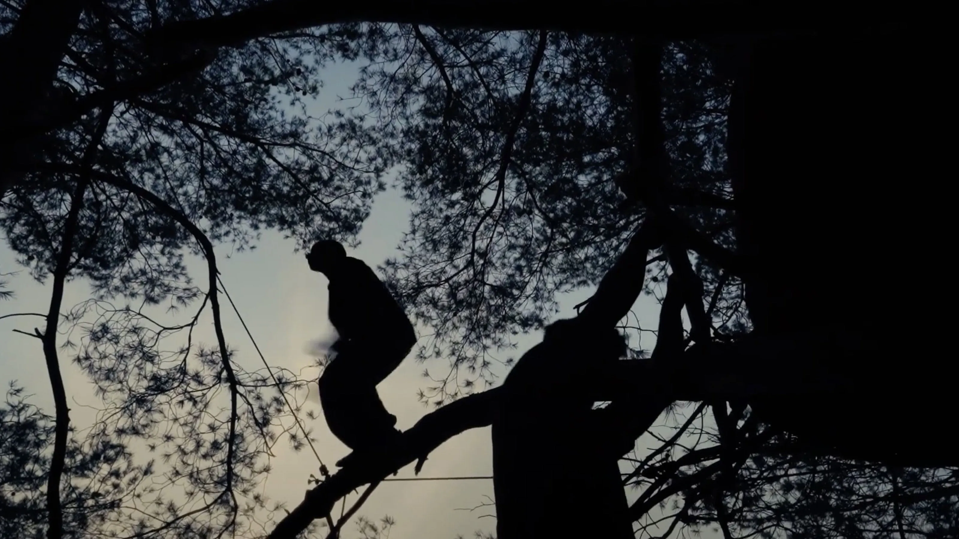 Traceurs des arbres