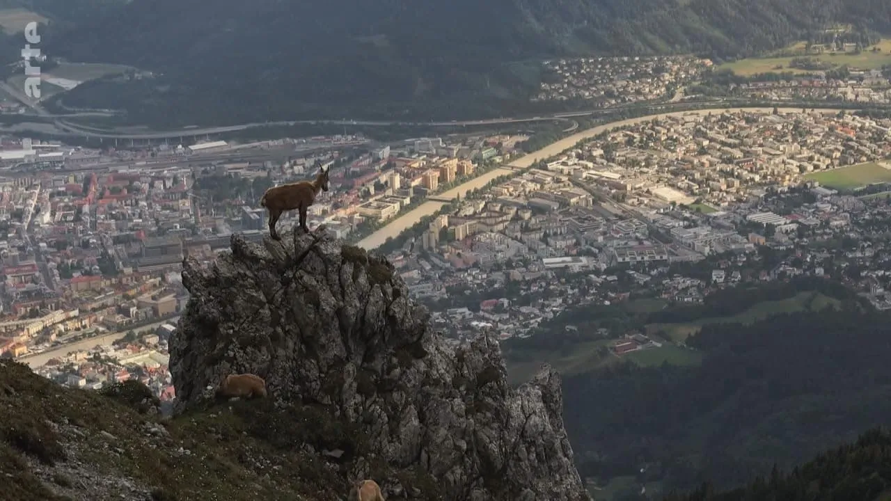 Wildes Innsbruck: Zwischen Moderne und alpiner Wildnis