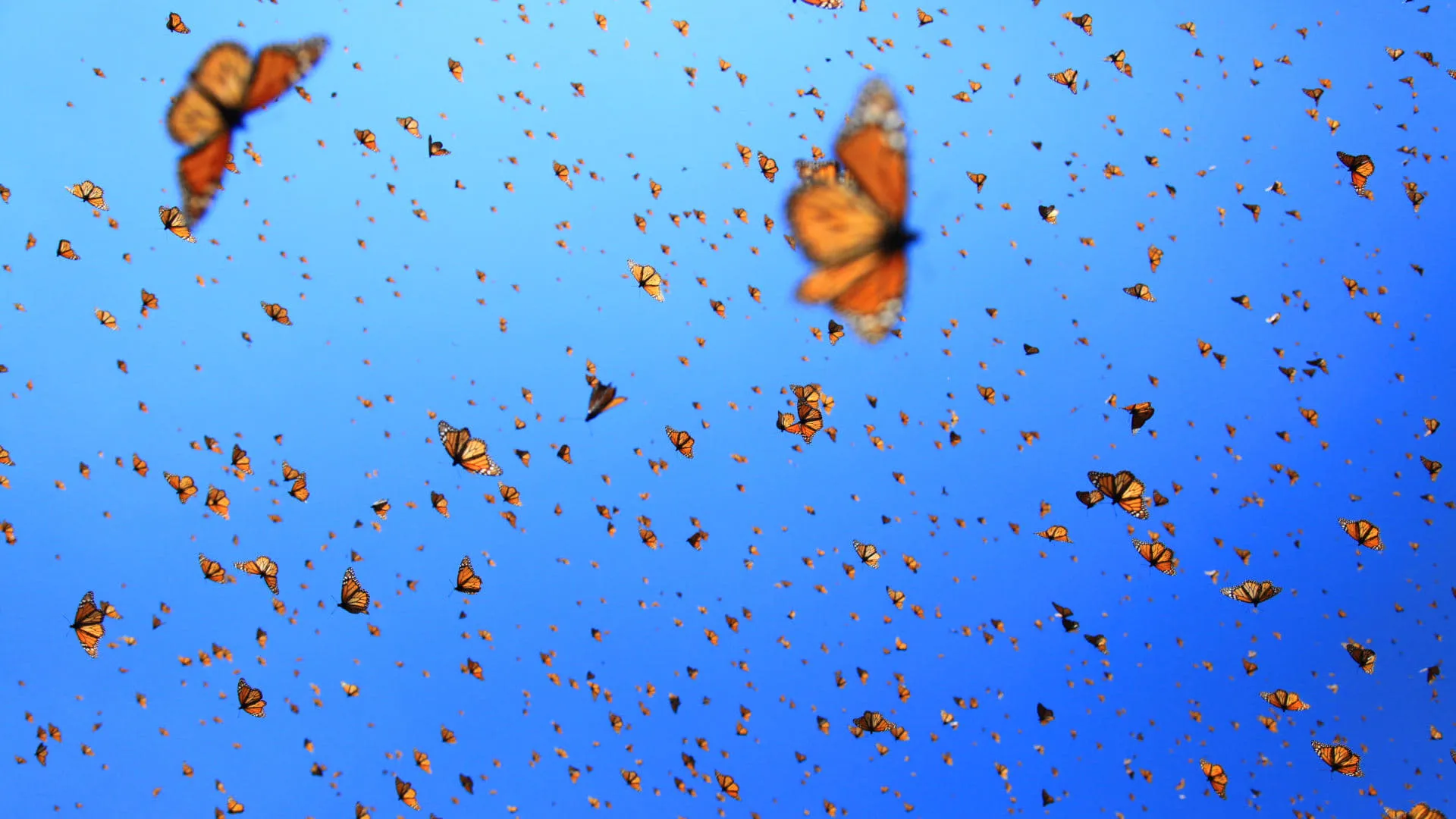 Flight of the Butterflies