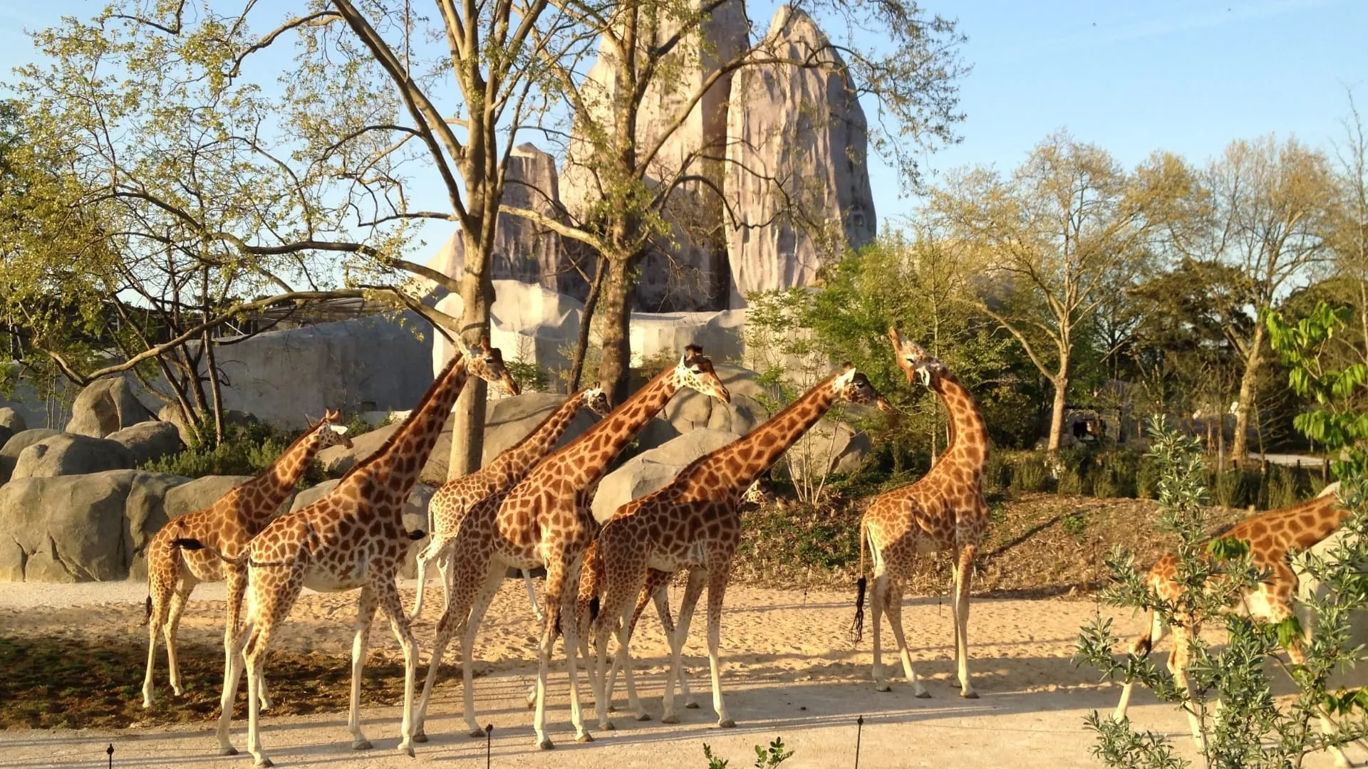 Paris Zoo: An Insider's View