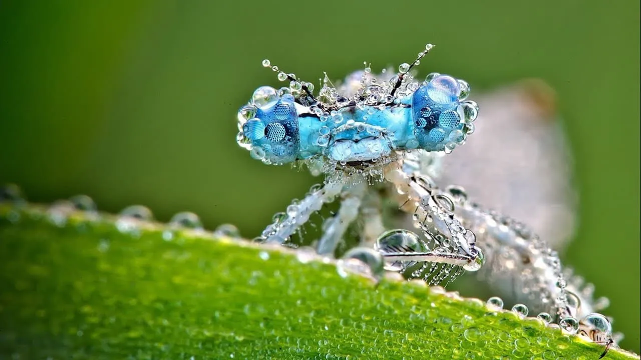 Fascinants insectes