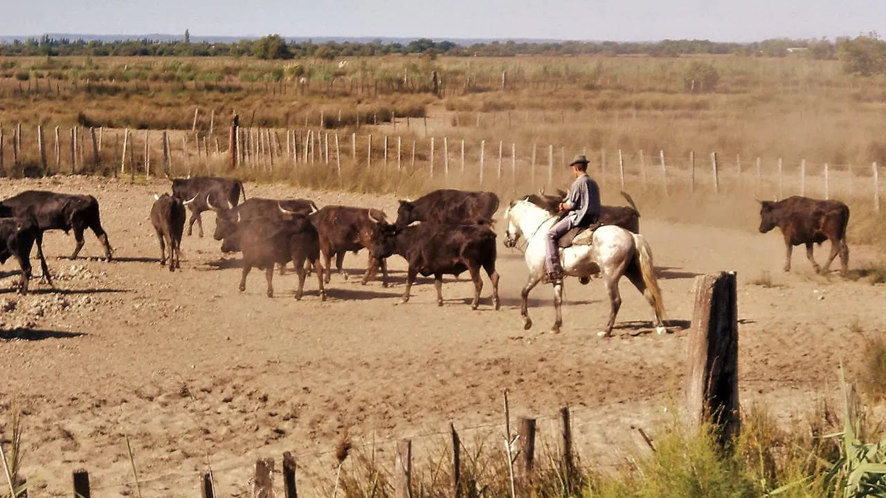 Le camarguais