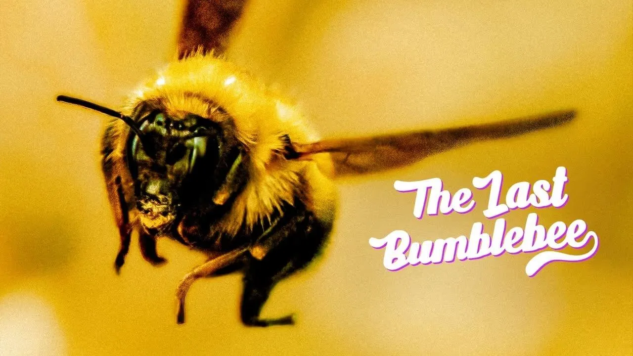 The Last Bumblebee