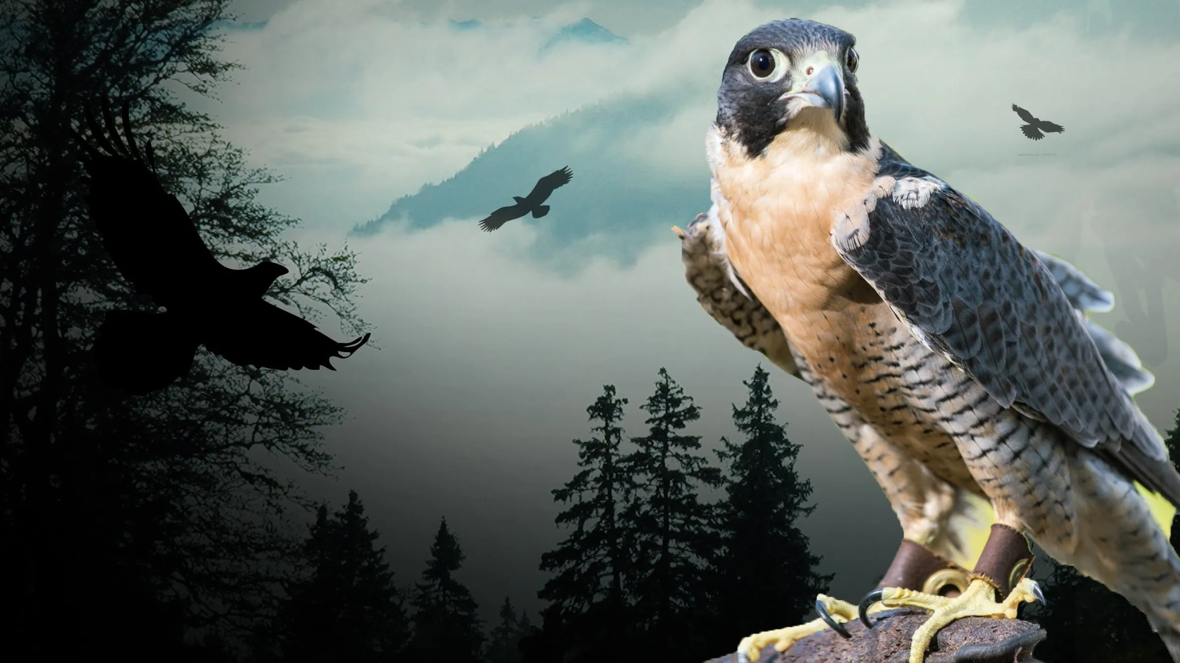 Peregrine Falcon: Lord of the Skies