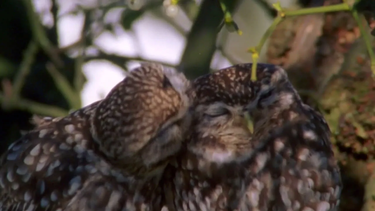 The Owls and the Orchard