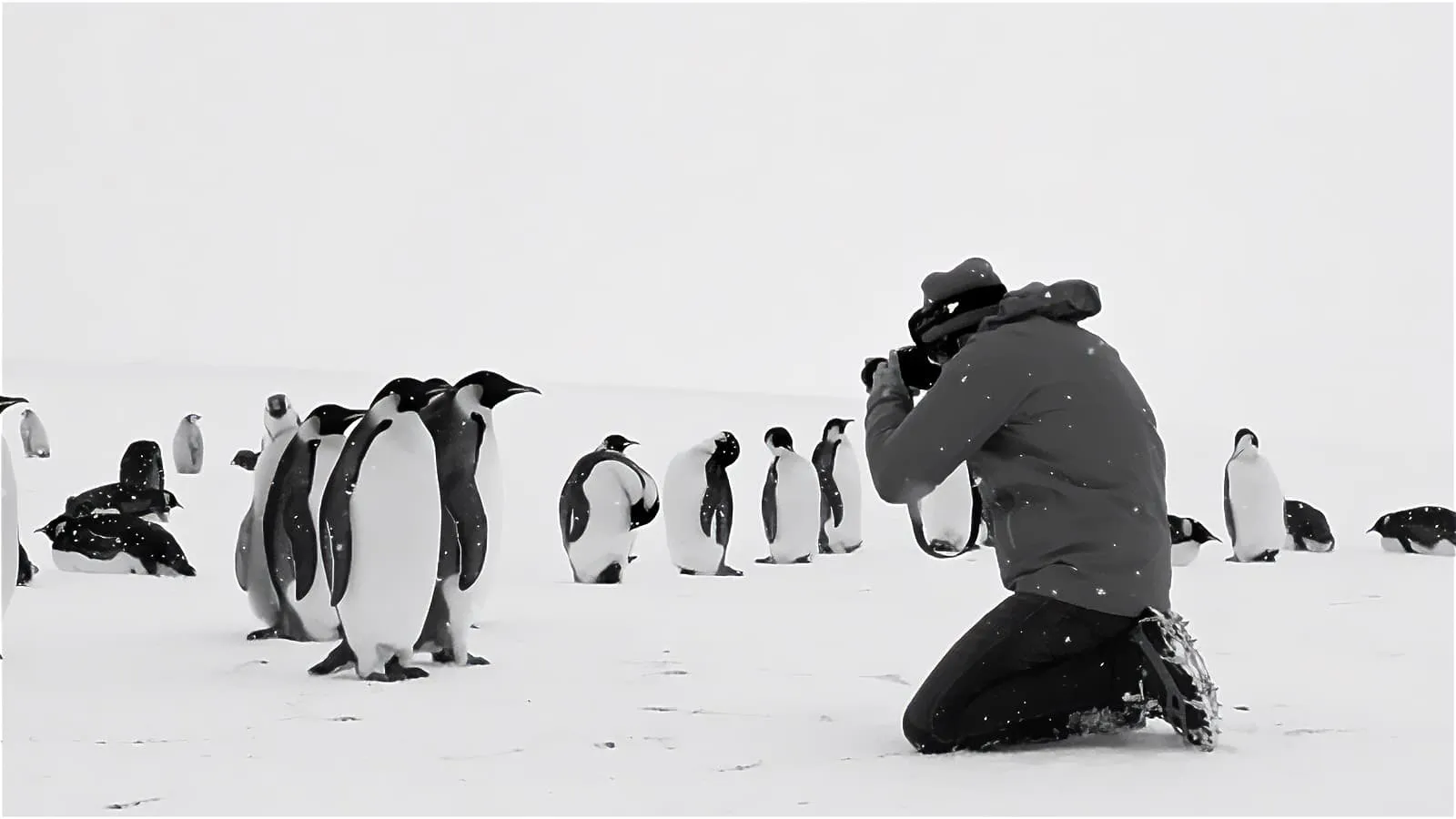 Antarctica Calling