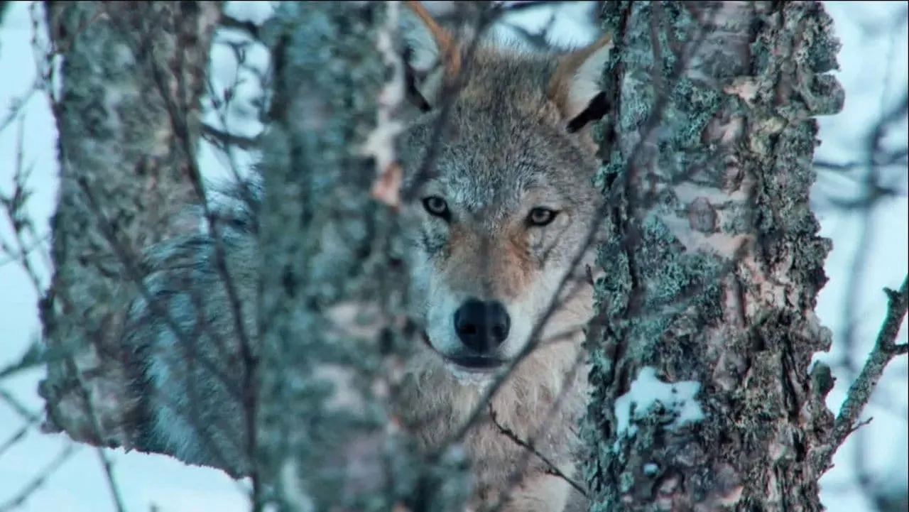 Europe's Last Wilderness