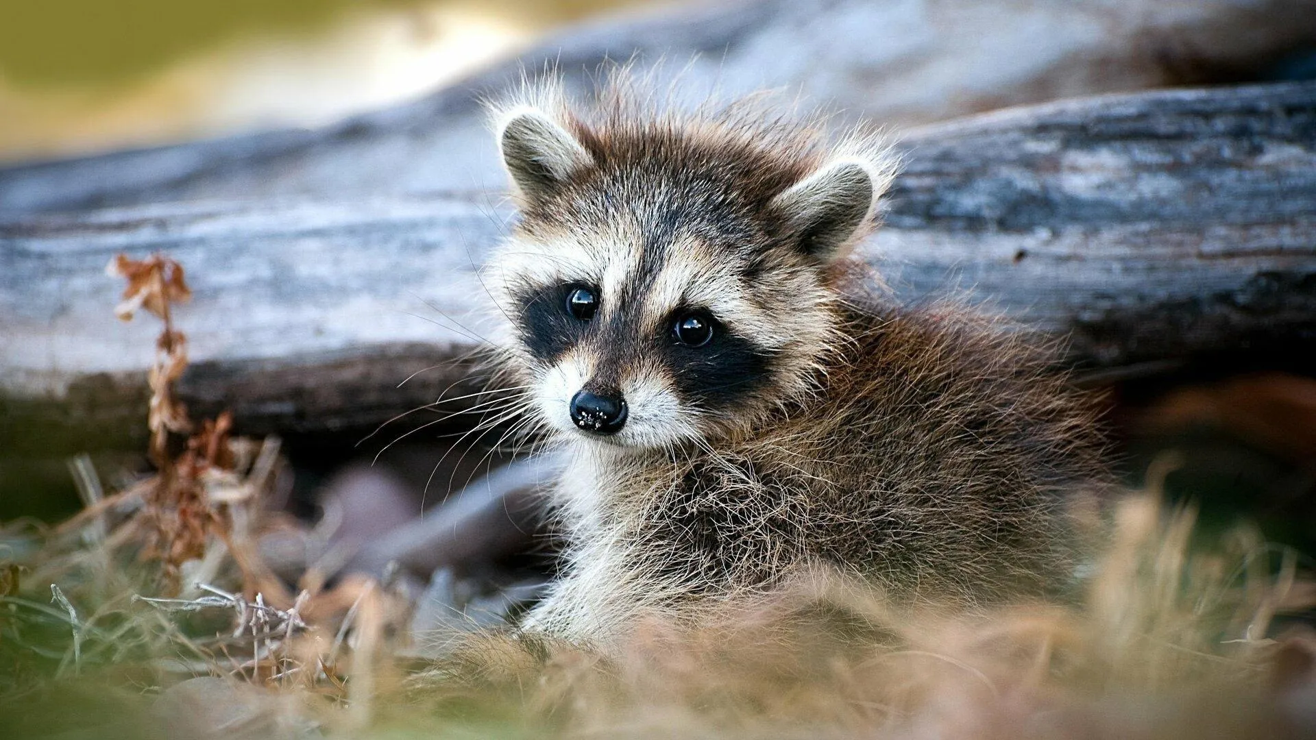 The Raccoon; The King of Survivalism