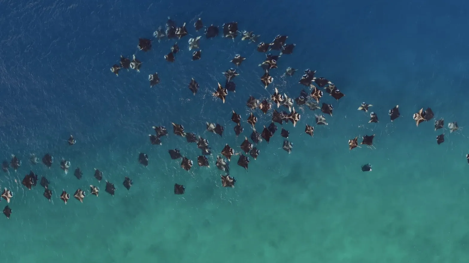 A Deeper Dive with David Attenborough