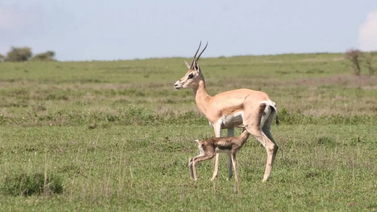 Tanzanie, la nature à l'état sauvage