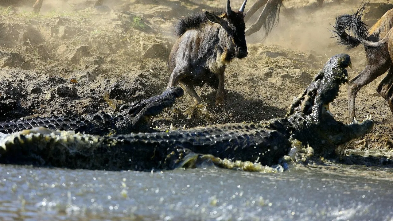 Crocodiles - The Private Life of Primeaval Reptiles