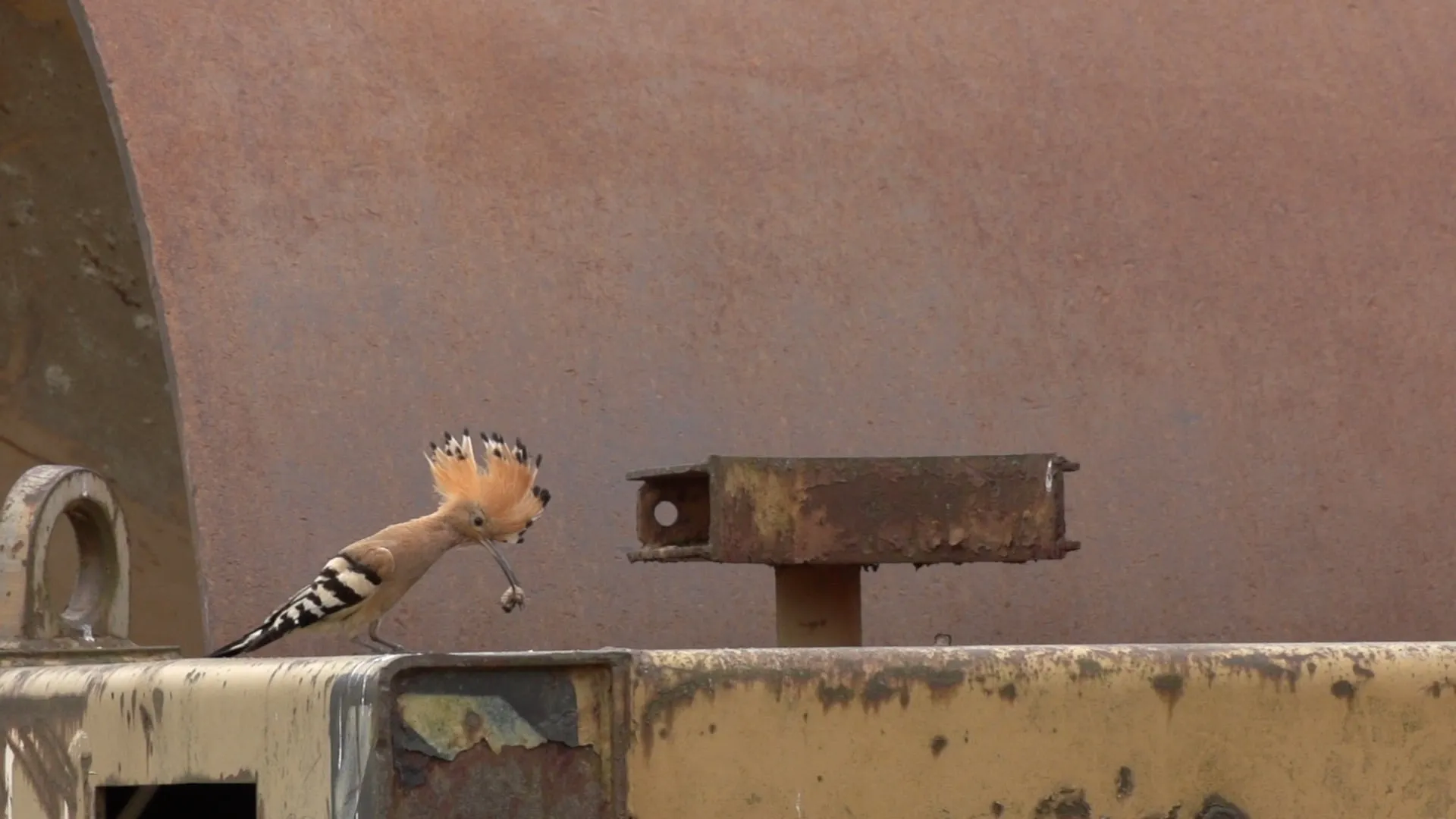 Forbidden Zone - Wildlife on the Battlefield