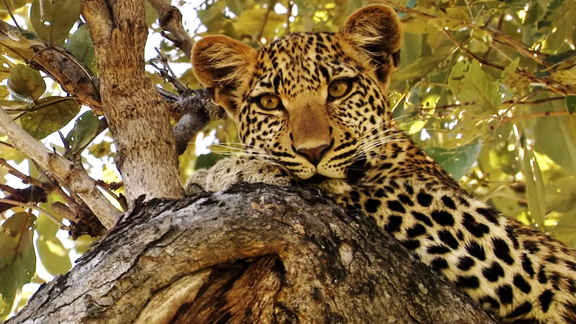 Eye of the Leopard