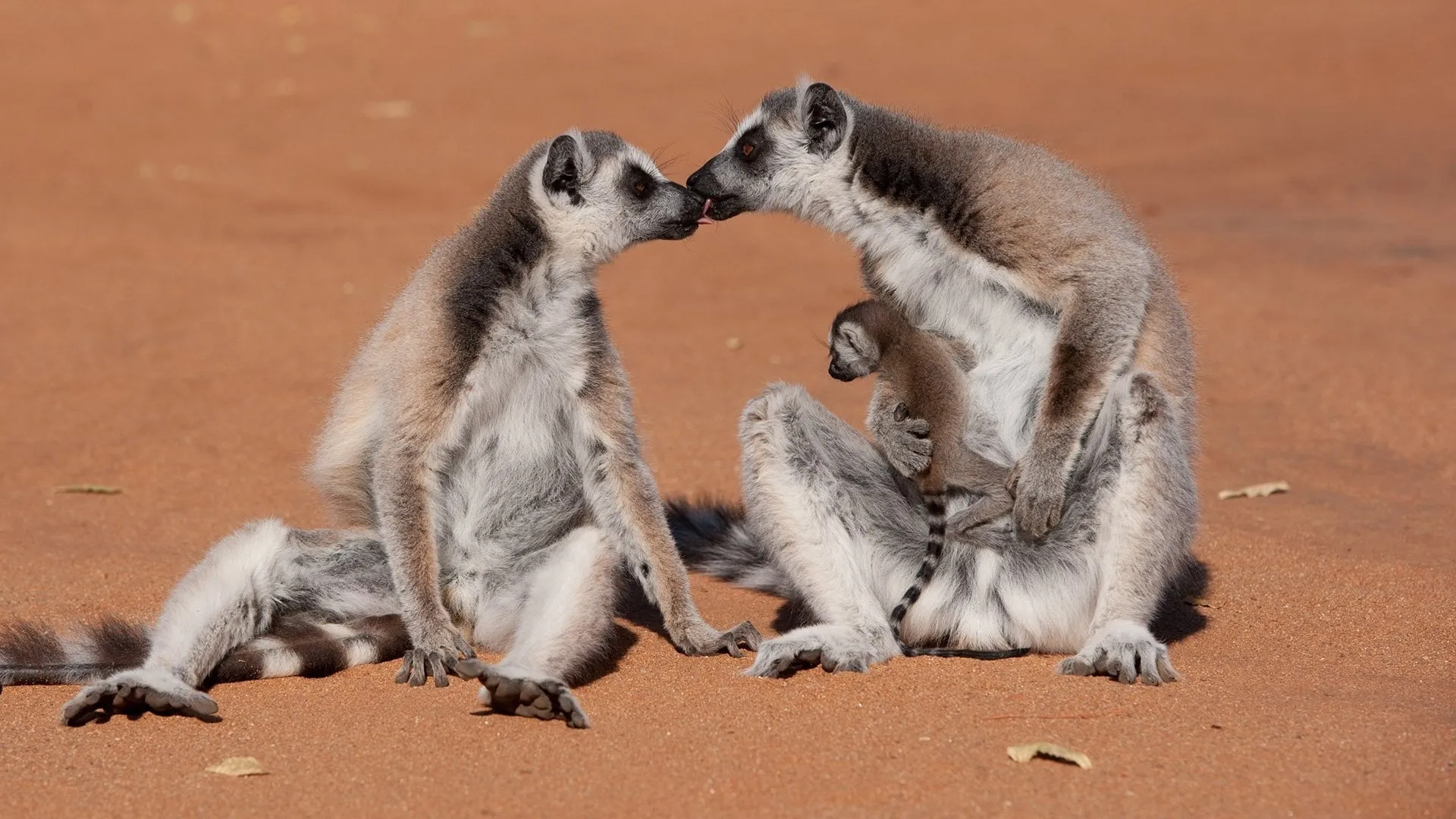 Island of Lemurs: Madagascar