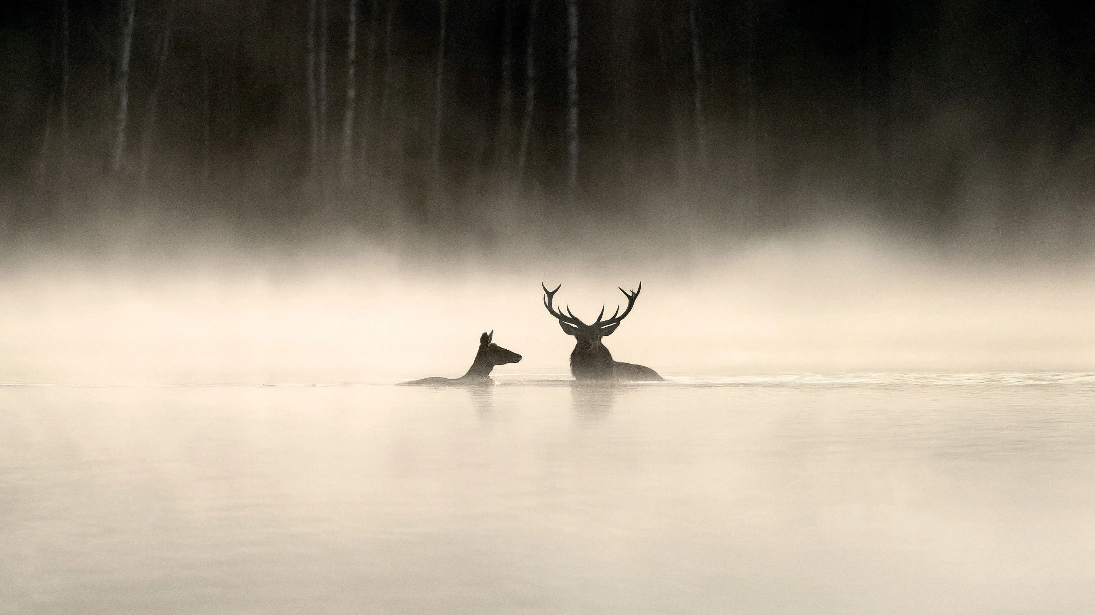 Whispers in the Woods