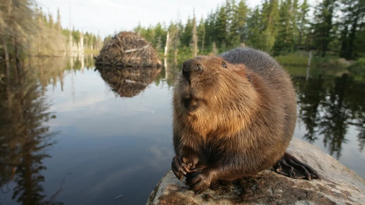 White Tuft, the Little Beaver