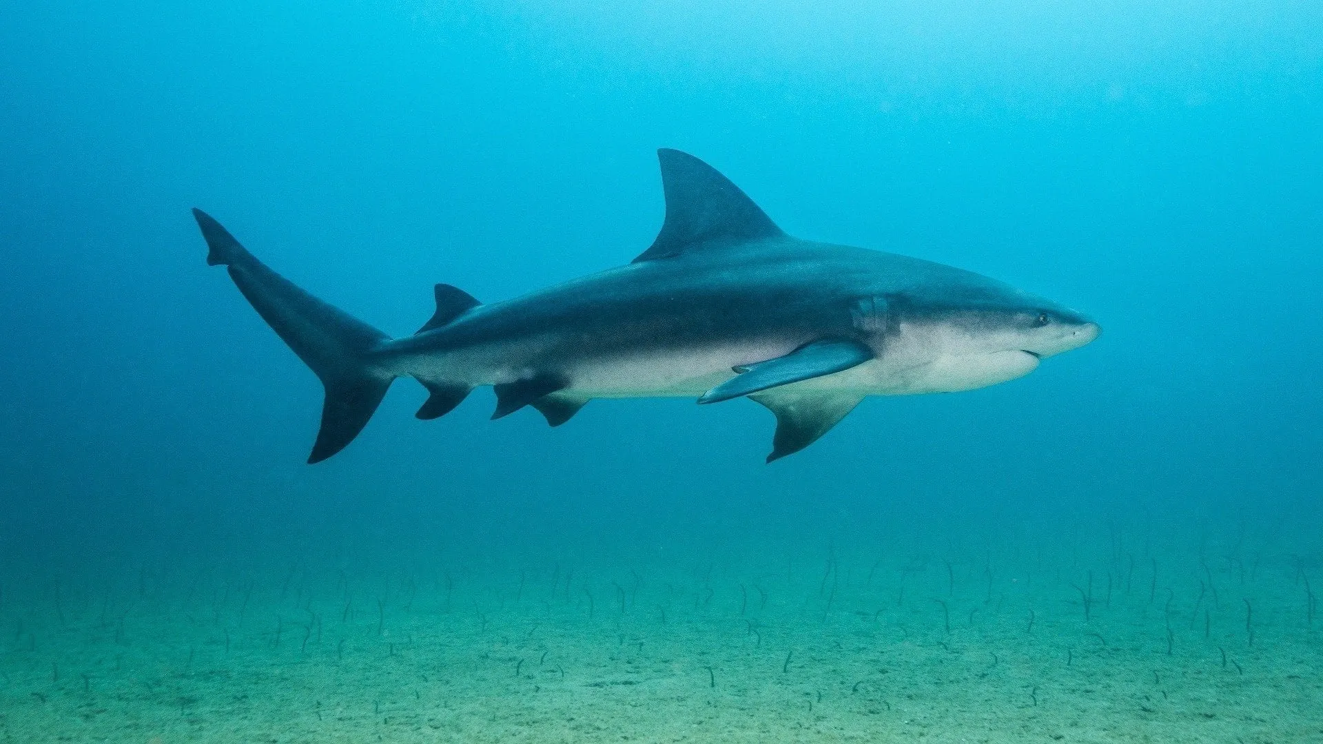 Backyard Bull Sharks