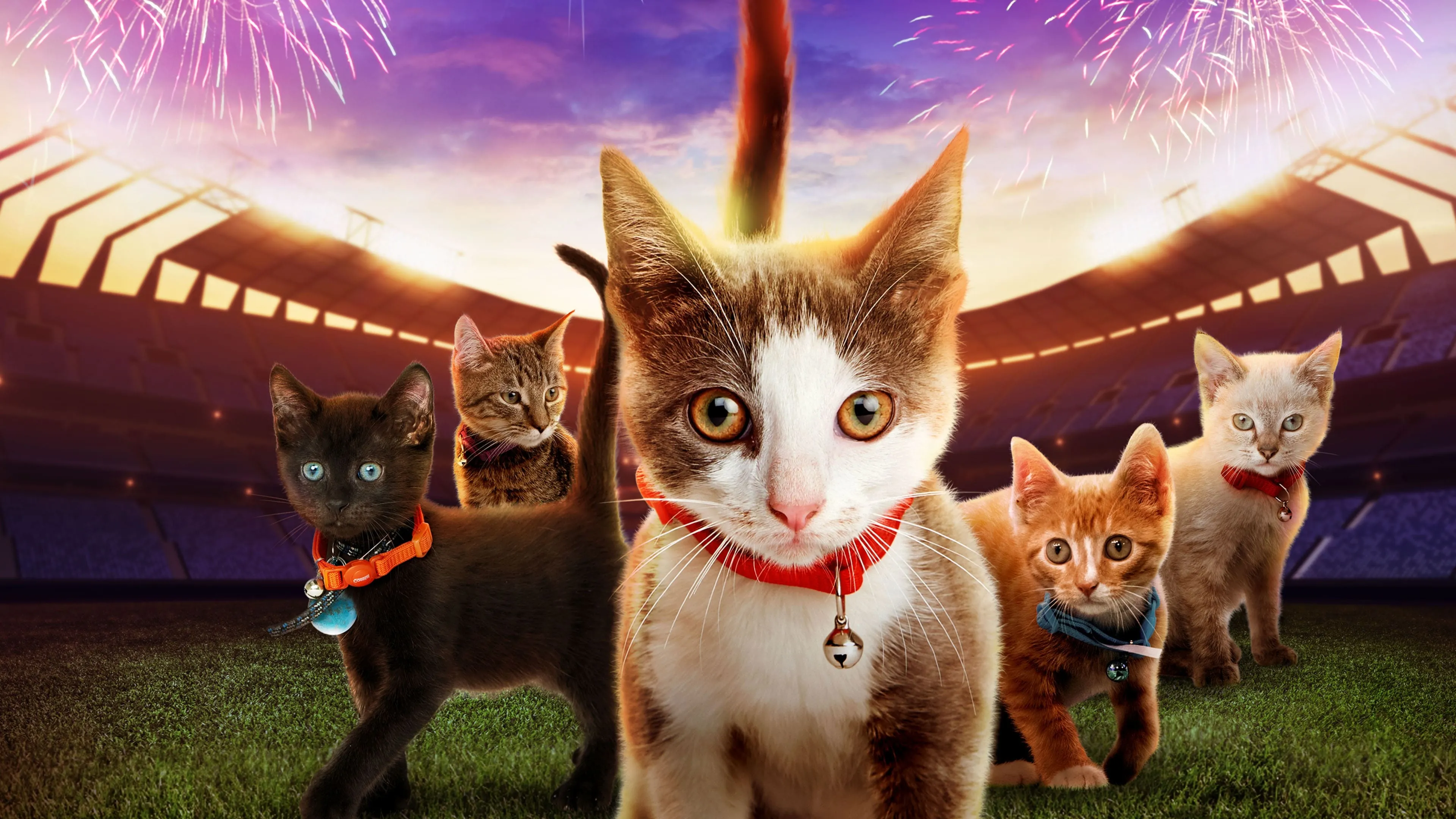 Kitten Bowl VII