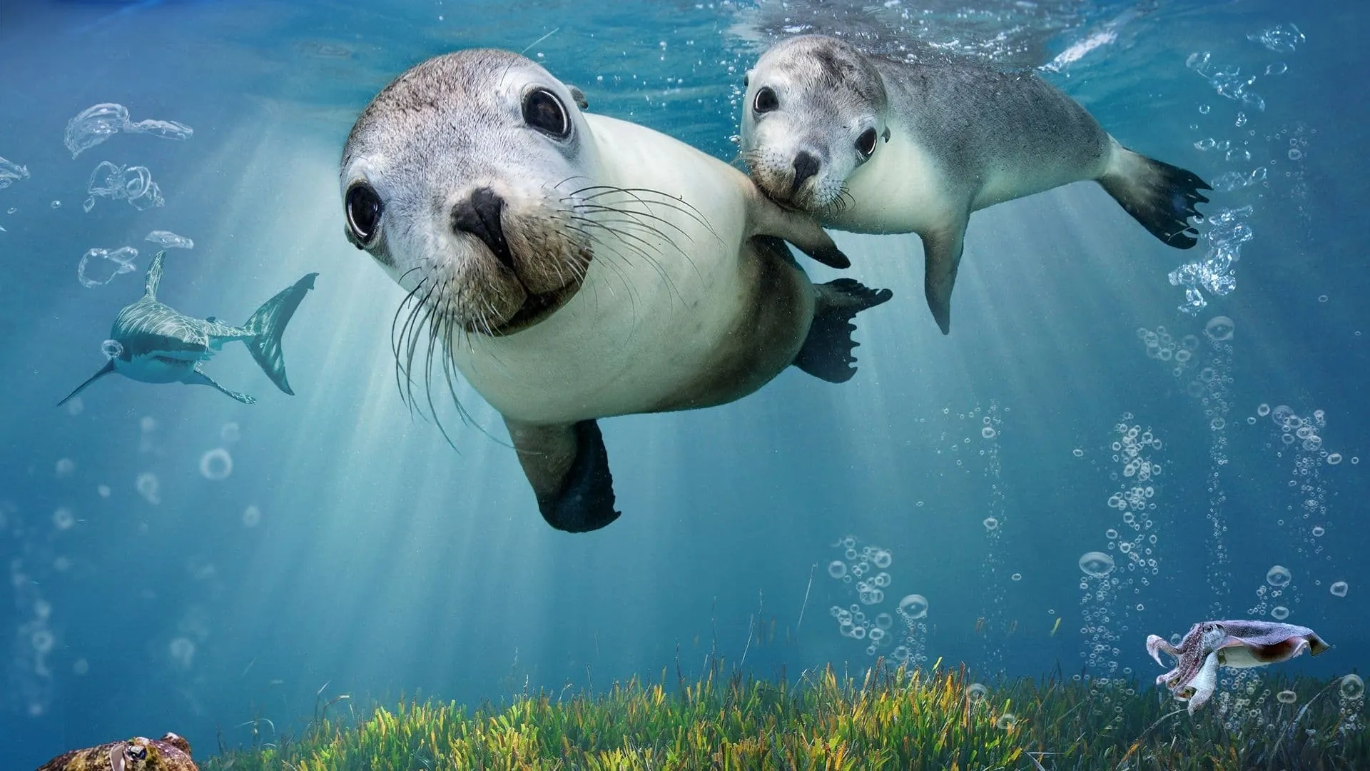 Sea Lions: Life By a Whisker