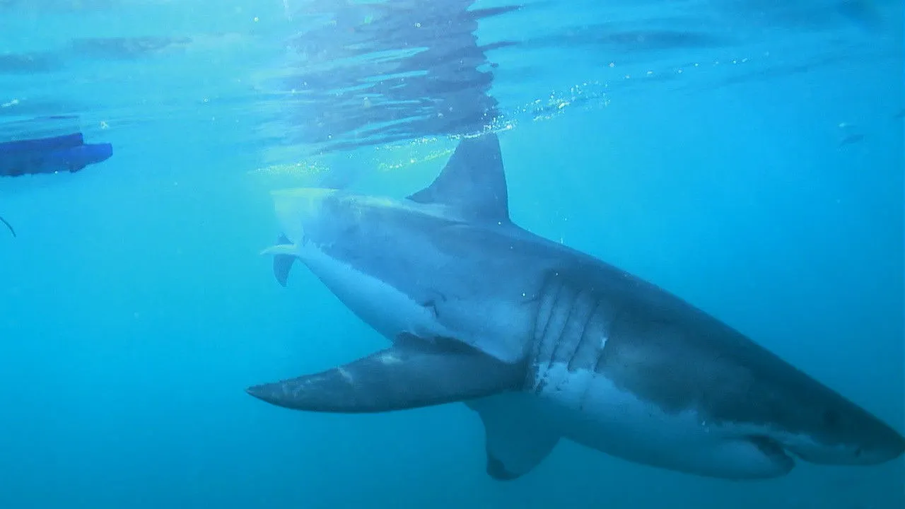 The Magic of the Big Blue. Seven Continents