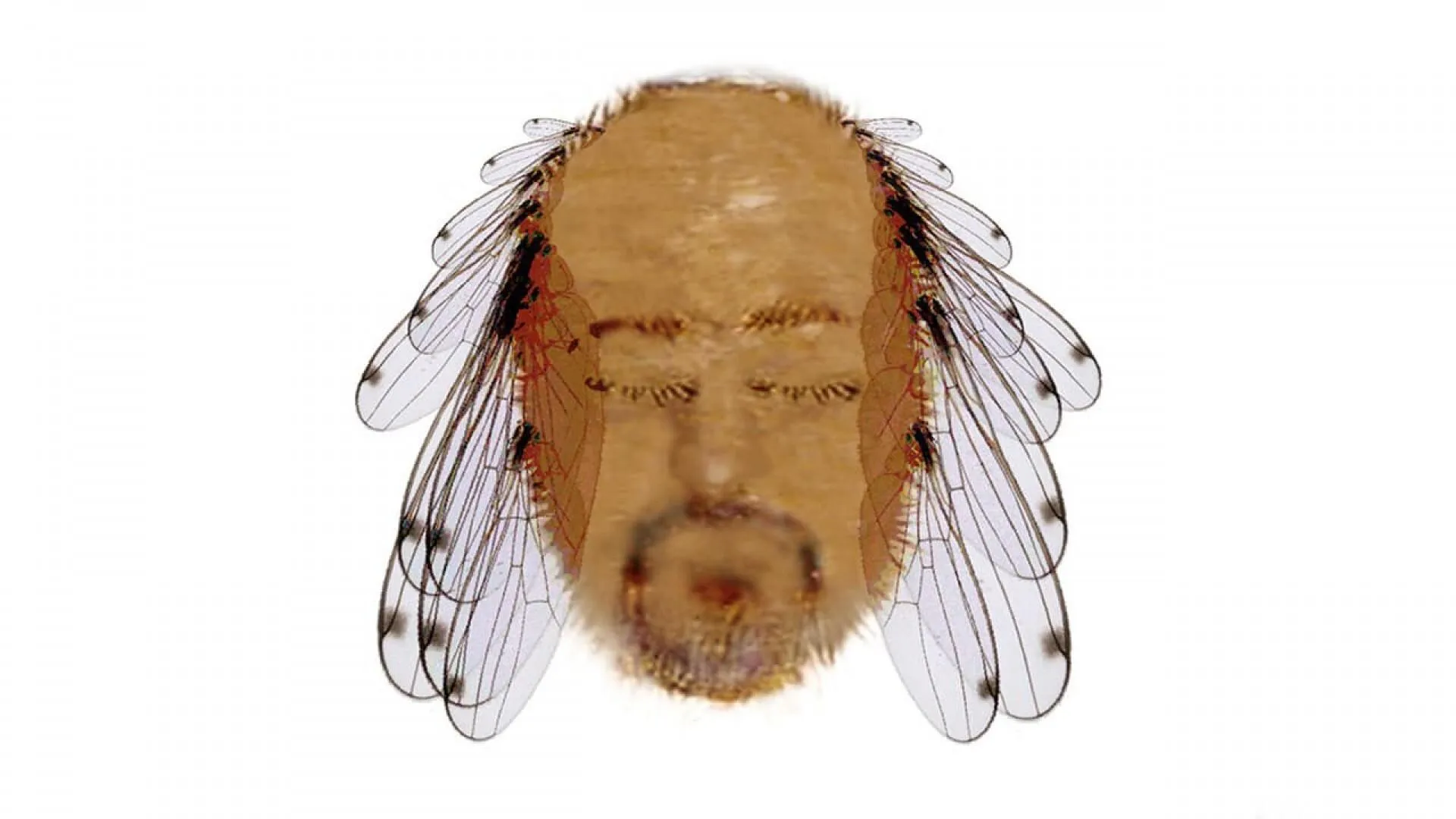 Bill Bailey: Tinselworm