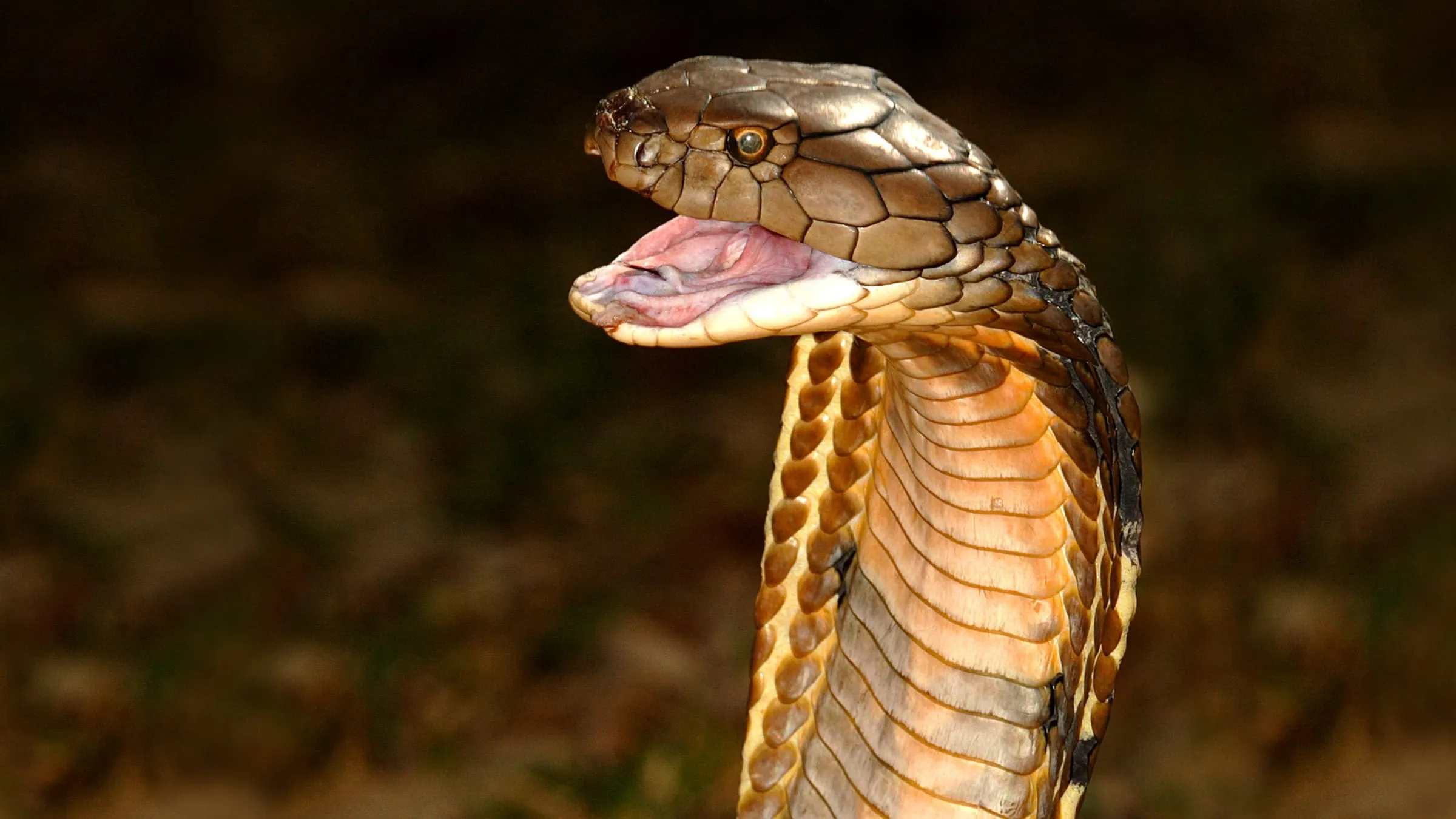 World's Deadliest Snakes