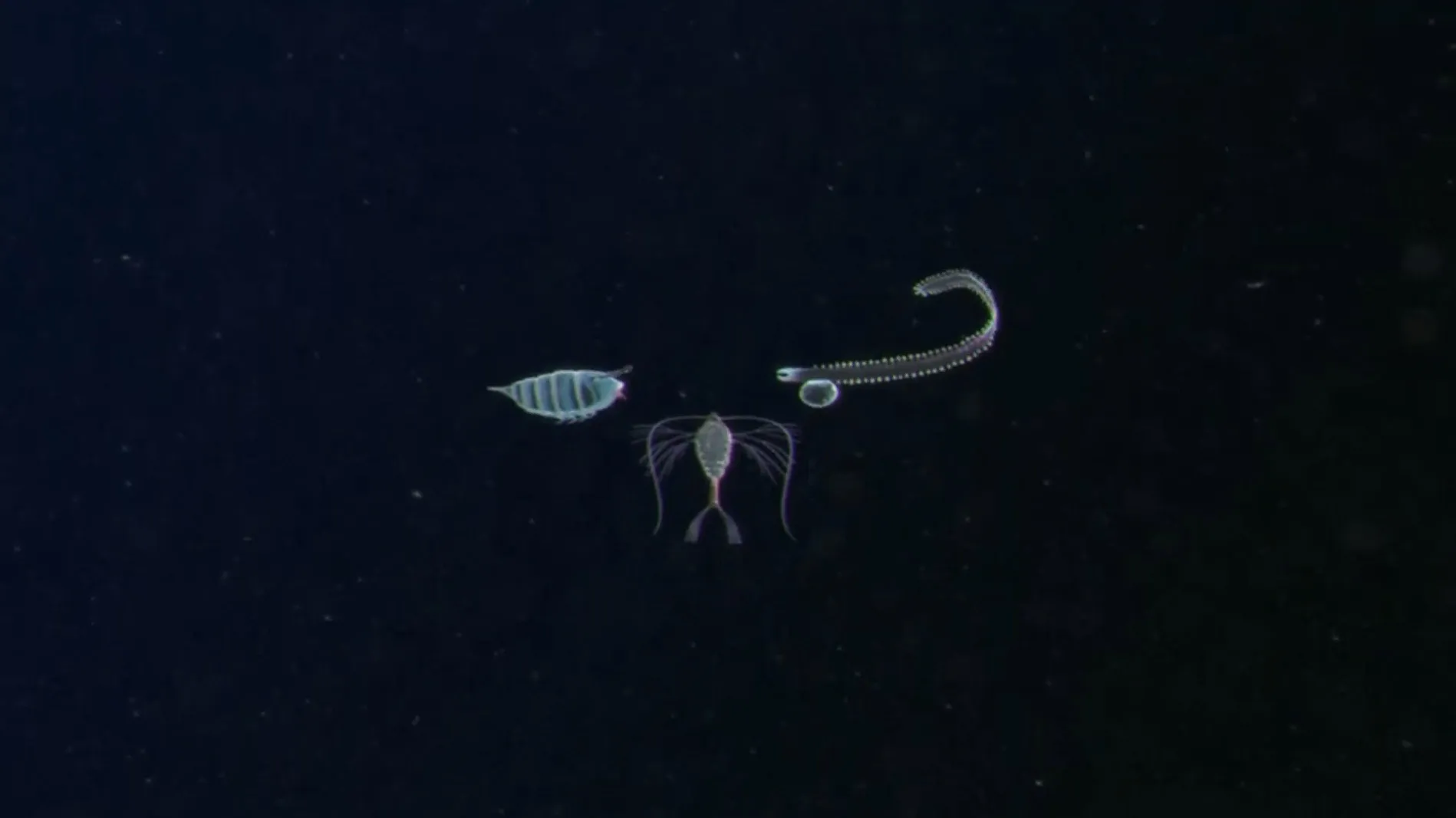 Plankton