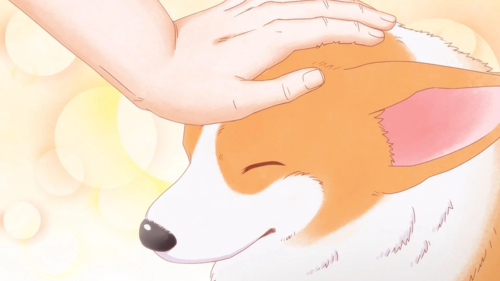 The Corgi and the Samurai
