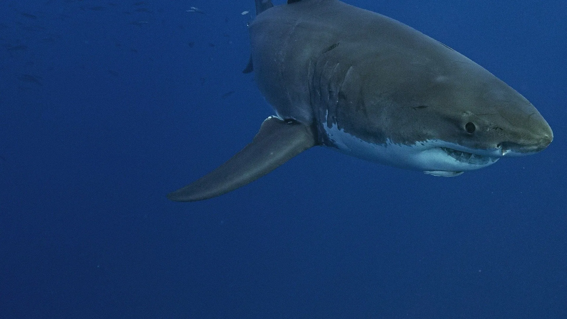 Lost Sharks of Easter Island