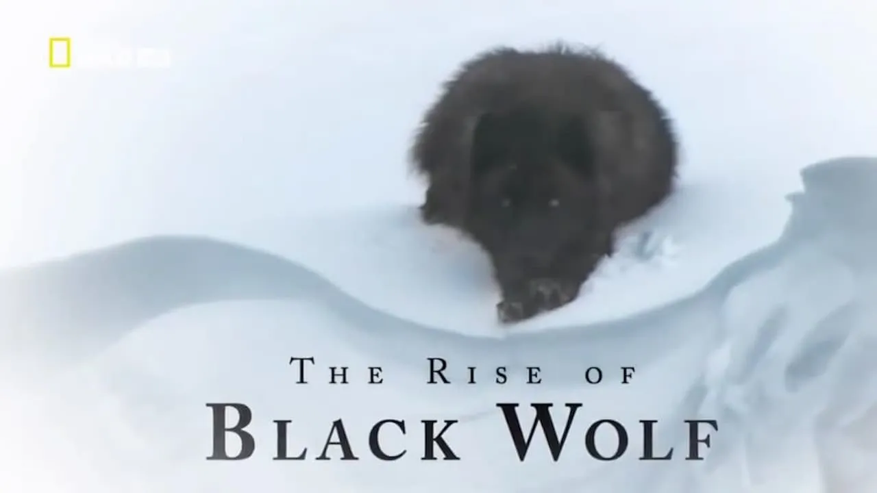 The Rise of Black Wolf