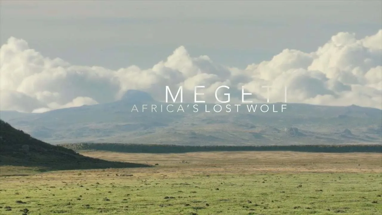 Megeti - Africa's Lost Wolf