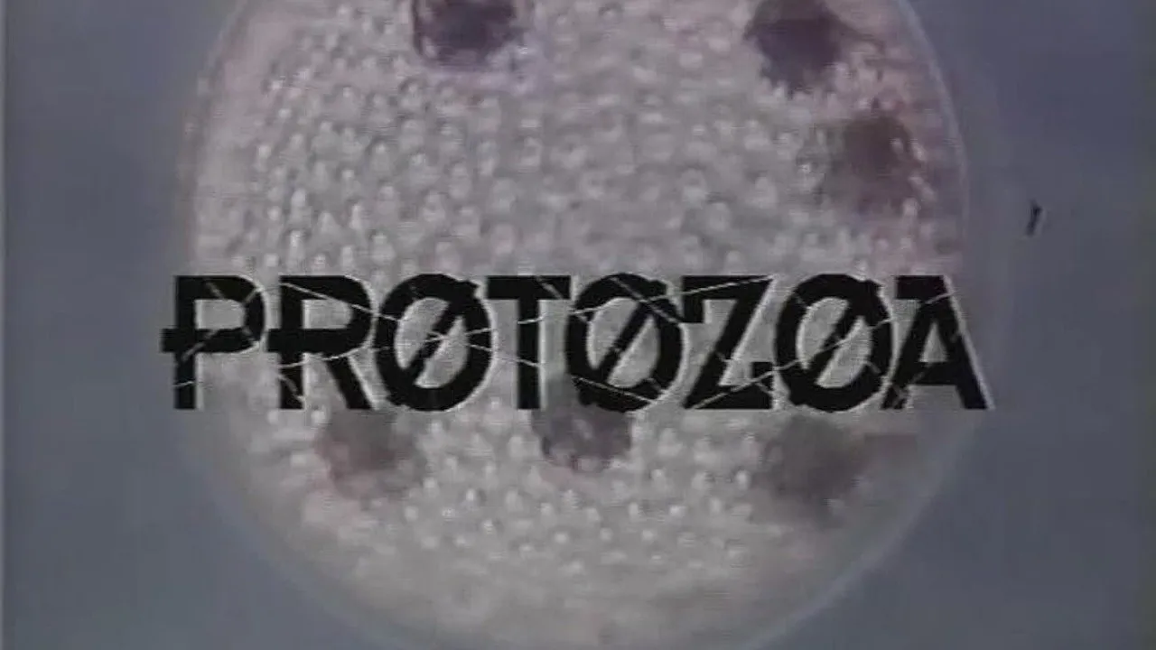 Protozoa