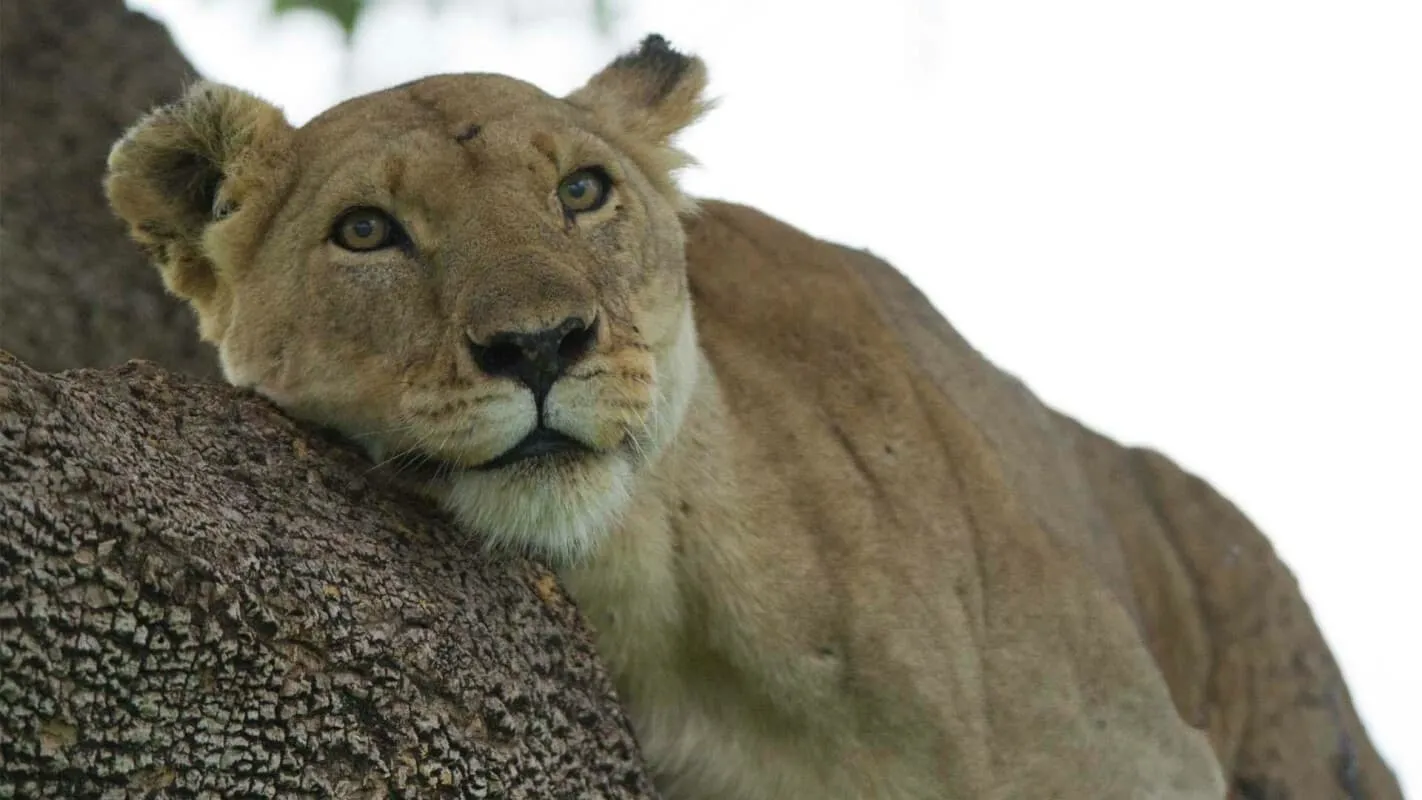 Lion: The Rise and Fall of the Marsh Pride