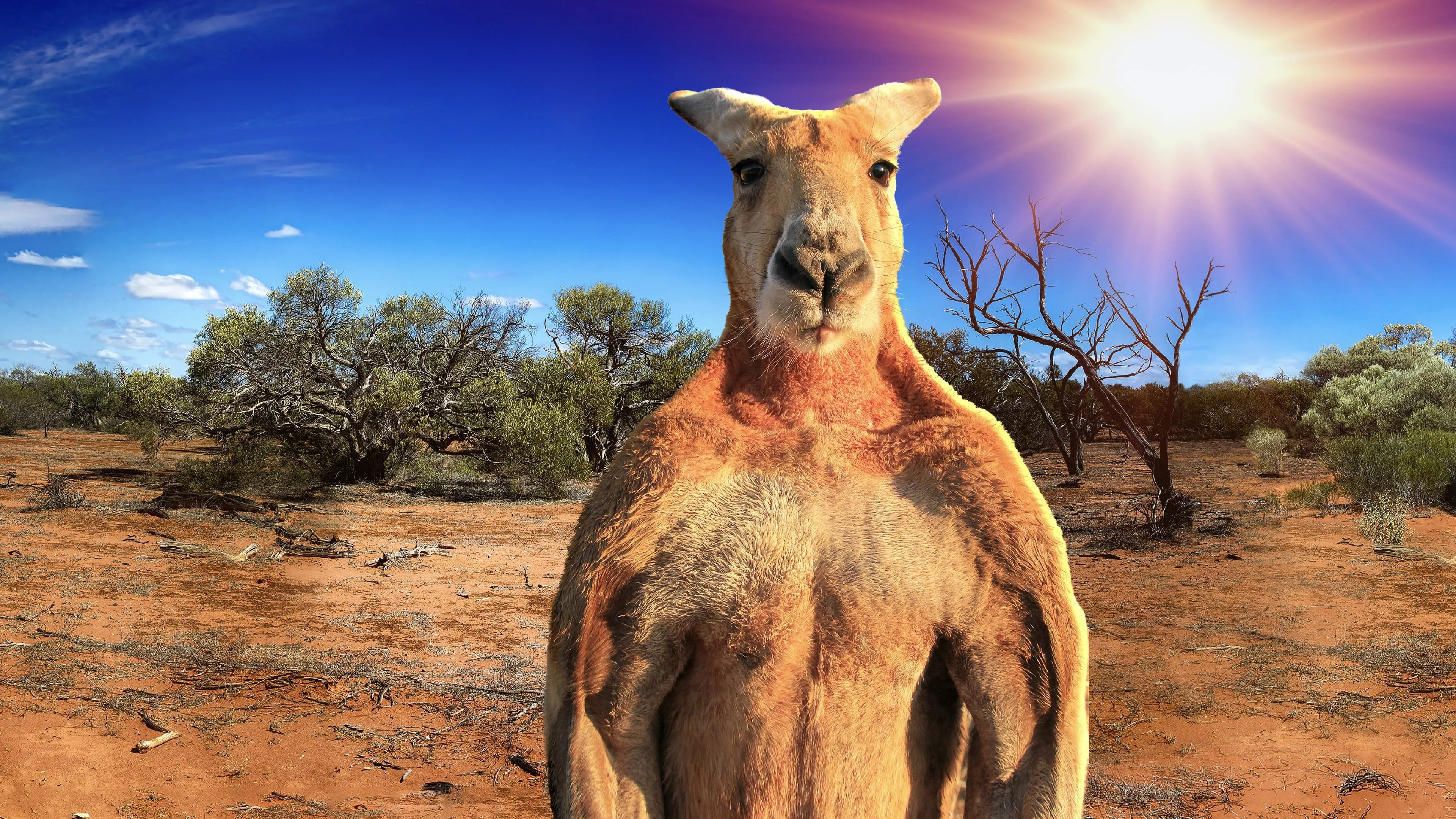 The Kangaroo King