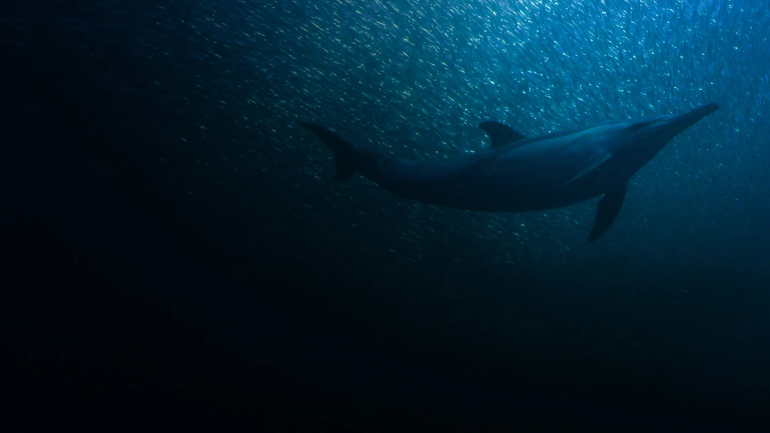 Sardine Run, le plus grand festin de l'océan