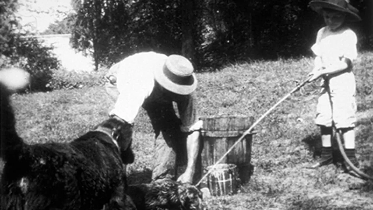 La toilette du petit chien