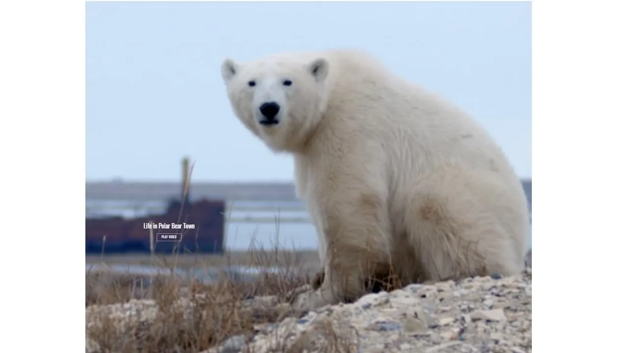 Life in Polar Bear Town with Gordon Buchanan